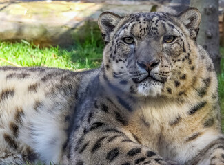 Beautiful snow leopard (Panthera uncia) portrait