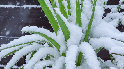 Tropical plant suffering under the snowfall, unusual weather due to climate change - obrazy, fototapety, plakaty