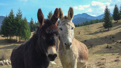 Portrait of donkeys couple in a mountain scenery