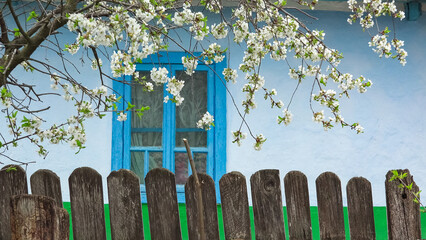 Rustic scenery with blue house window, wooden fence and blossom tree