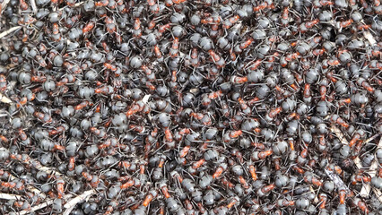 Close-up macro detail of many ants crowd at the entrance of their anthill