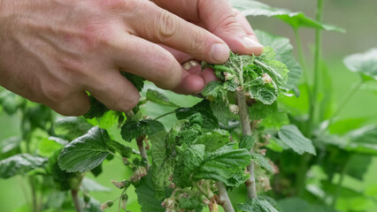 Aphids infestation on leaves of organic culture