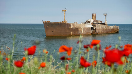 Old rusty abandoned ship wreck offshore framed by red wild poppies on beach
