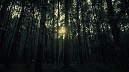 Obraz premium Mysterious forest on the sunset with sun rays .