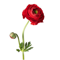 Red color buttercup isolated on transparent background. - 768147454