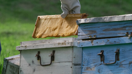 Beekeeper inspecting the honeycombs from beehives