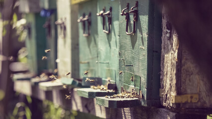 Close-up of bees flying and gathering at wooden hive door