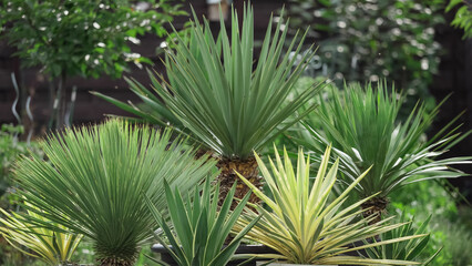 Many Yucca species in a Mediterranean styled garden