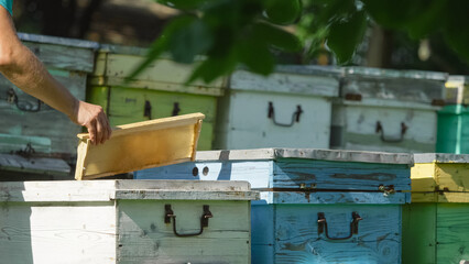 Man checking the honey production in the beehives