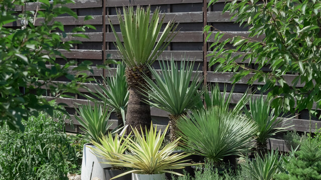 Mediterranean corner of the garden with diverse Yucca species