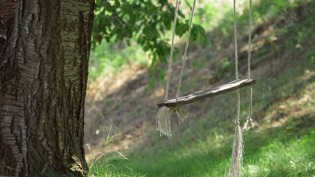 Wooden swing with ropes hanging from big old tree in the countryside garden