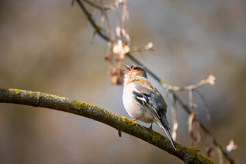 A male common chaffinch (Fringilla coelebs) sits on the thick branch and sings its spring song on a...