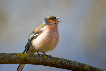 A male common chaffinch (Fringilla coelebs) sits on the thick branch and sings its spring song toward the camera lens on a spring sunny day. Close-up portrait of male chaffinch with blue background.