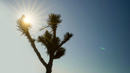 Sunburst behind a yucca tree in the desert