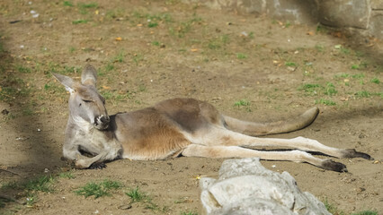 Eastern grey kangaroo (Macropus giganteus) lying down and resting on ground © MEDIAIMAG
