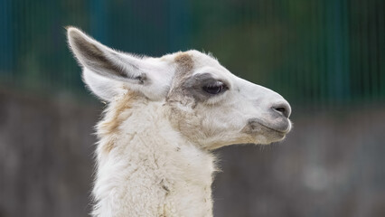Close portrait of white llama (Lama glama)