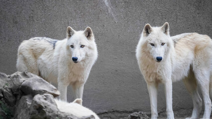 Naklejka na ściany i meble Beautiful pair of arctic wolves (Canis lupus arctos)