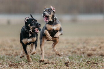 Puppies of the Prayter breed are playing. Photos of puppies in motion.