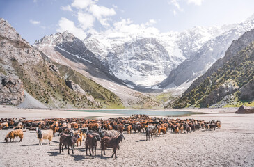 A herd of goats grazing on a walk in the Fan Mountains in Tajikistan