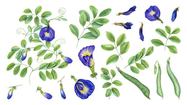 Climbing blue clitoria ternatea in full bloom. Green leaves, flowers, buds. Dried flower, pod, leaf. Bending branches of Asian plant. Butterfly pea flower. Watercolor illustration isolated on white.