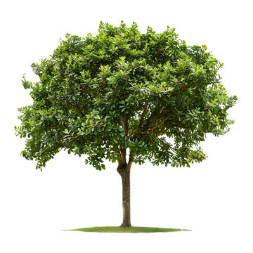 Trees on transparent background PNG