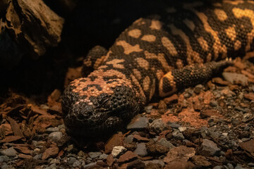 sleeping lizard