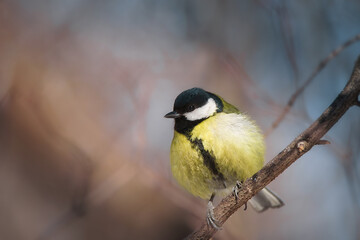 The great tit sitting on tree branch.... - 768155485