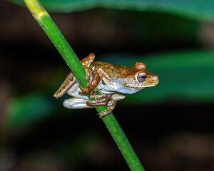 frog on a branch