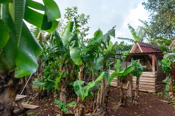 Schilderijen op glas Rustic cabin nestled amidst a lush banana plantation, offering an eco-friendly retreat in nature's embrace. Perfect for eco-tourism concepts. © Jmanita
