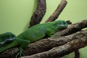 green lizard on a branch
