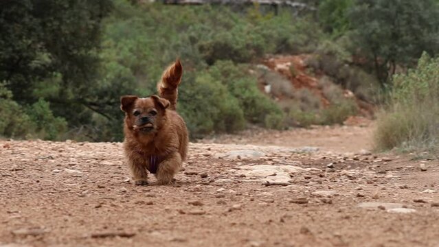 Mi perrita Nami coje un palo, me lo trae para jugar y se queda parada mirandome para que lo lance, Alcoy, Espa&ntilde;a
