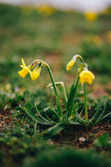 Yellow narcissus in a grass at the early spring