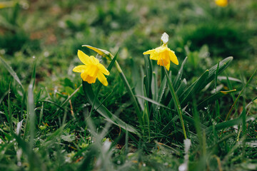 Yellow narcissus in a grass at the early spring - 768158231