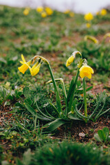 Yellow narcissus in a grass at the early spring - 768158473