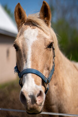 A horse with a blue bridle is standing in a field