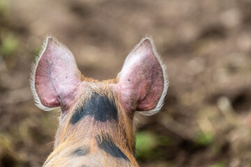 Behind the scenes. Pig ears in the farm yard.  Blurry brown background.