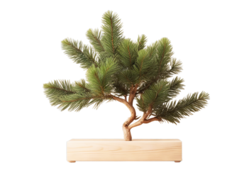 Concept stage stand showcase spruce green studio
 background presentation cone beauty cosmetic promotion Wooden branches sale product scene podium Wooden beige poduim dais christmas tree branch