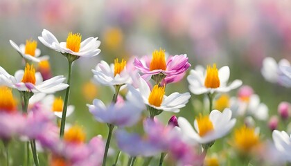 Close up small white and lilac daisies in foreground with blurred flower field background.