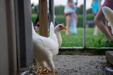 A white chicken is standing in front of a fence