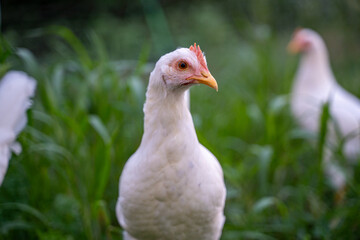 A white chicken is standing in a field of grass