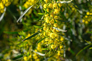Yellow mimosa flowers. Close up. Spring, Womens day, Easter greeting card. Nature background 5