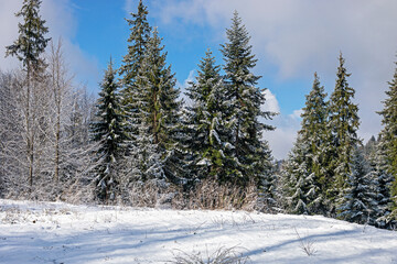 snowy forest on the mountain resort on a sunny morning day. family active recreation