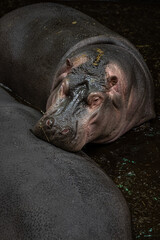 A hippopotamus sniffs another in the water.

