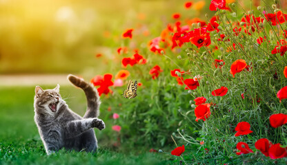 cute cat catches a swallowtail butterfly in a summer sunny garden among red poppy flowers
