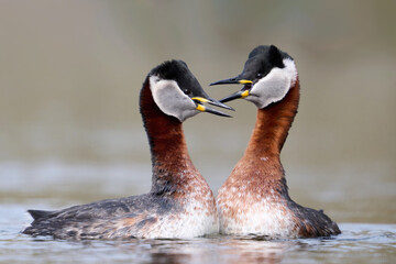 Red-necked grebe (Podiceps grisegena)
