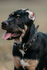 Obraz premium puppy of the Prayter breed portrait in nature