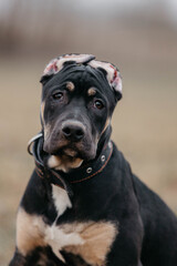 puppy of the Prayter breed portrait in nature