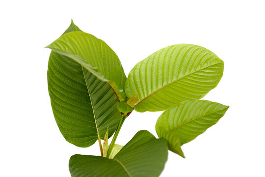 Kratom, Mitragyna speciosa on white background.