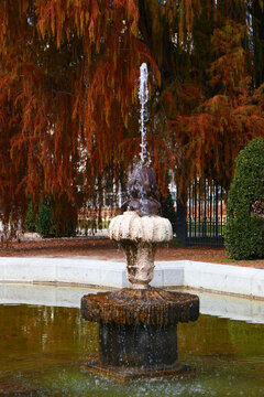 Brunnen vor der Mexikanische Sumpfzypresse im Retiro-Park Madrid