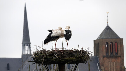 Two storks in a nest. Their nest is located in Sluis, the Netherlands. Two towers of a church from this town are visible in the background